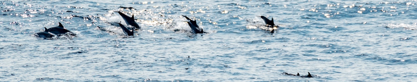 Dolphins in Bay of Biscay